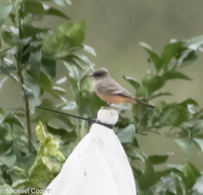 Say's Phoebe - ML626933832