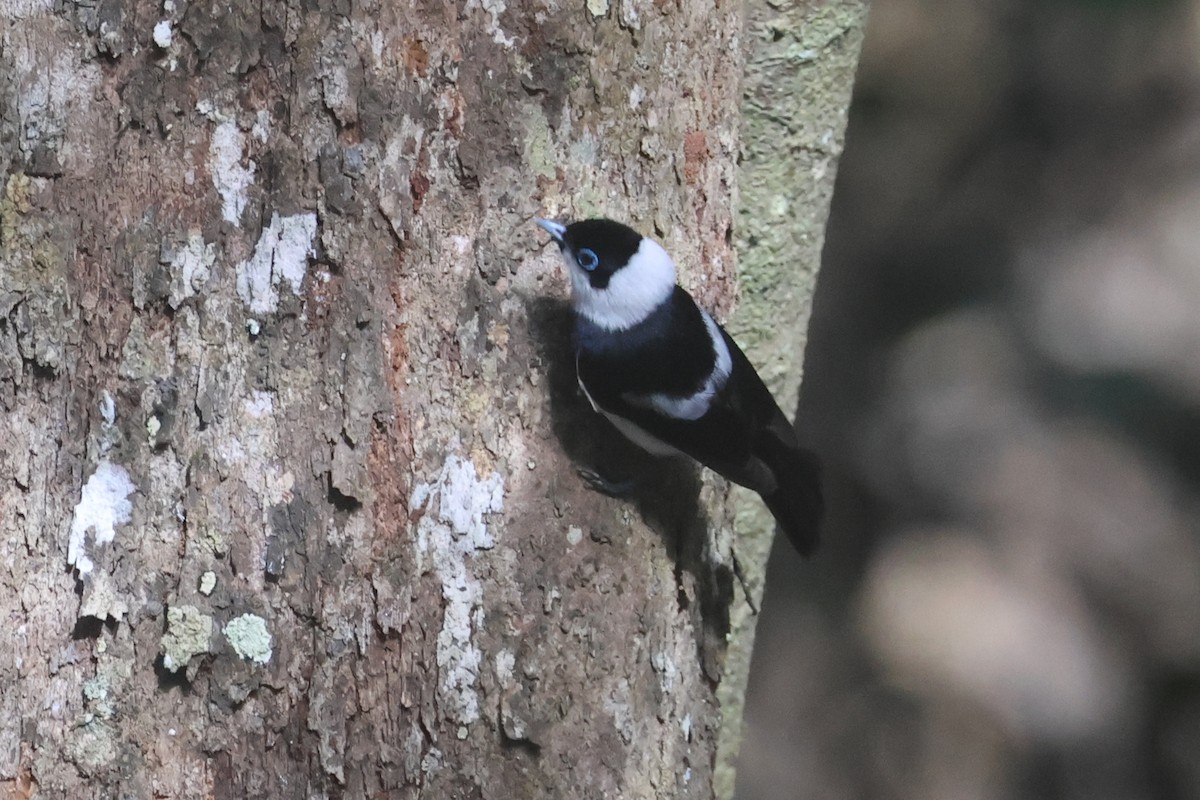 Pied Monarch - ML626933915