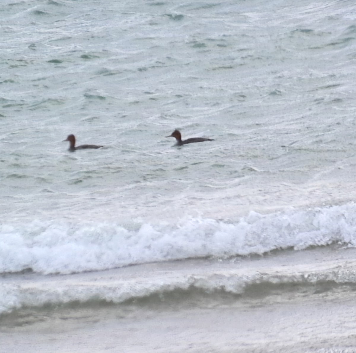 Red-breasted Merganser - ML626934015