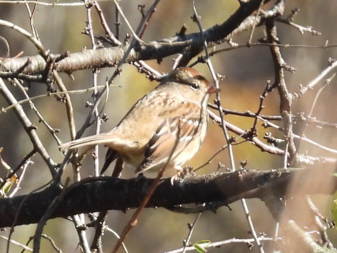 White-crowned Sparrow - ML626934023