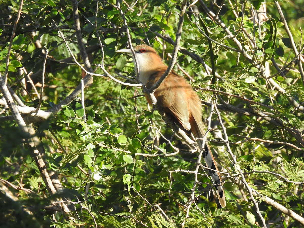 Great Lizard-Cuckoo (Cuban) - ML626934072