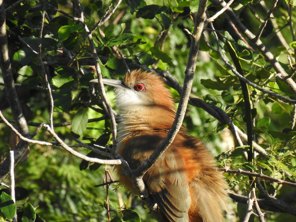 Great Lizard-Cuckoo (Cuban) - ML626934092