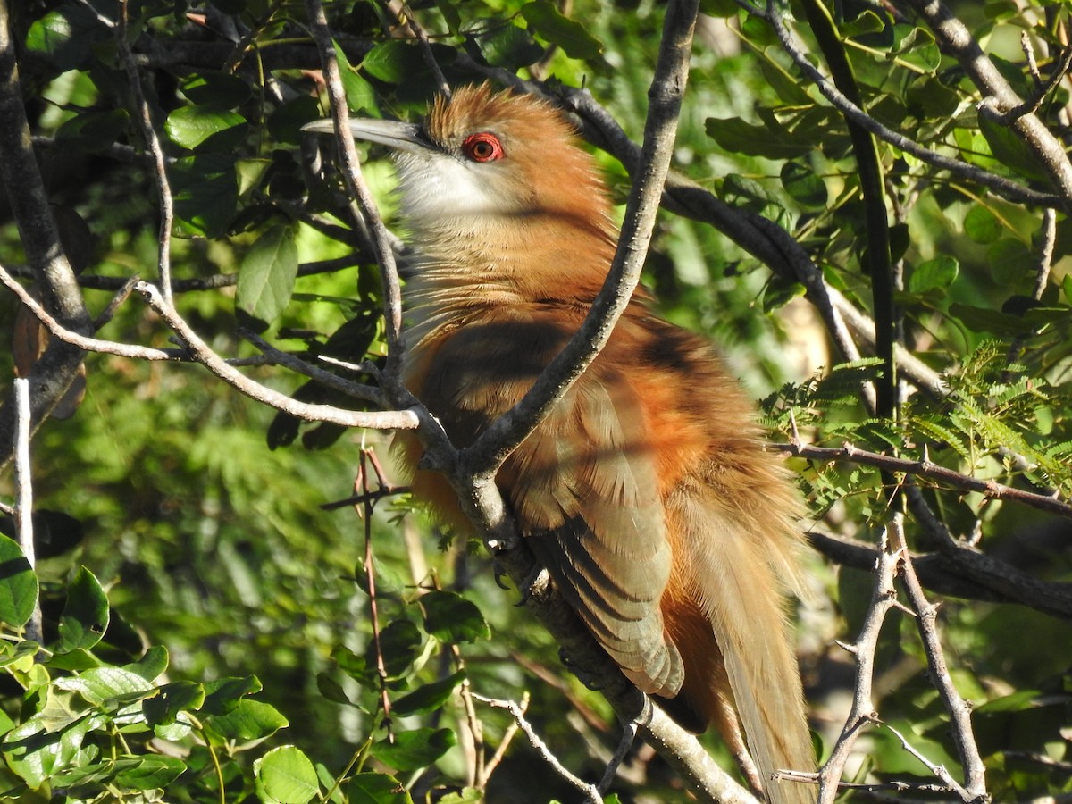 Great Lizard-Cuckoo (Cuban) - ML626934096