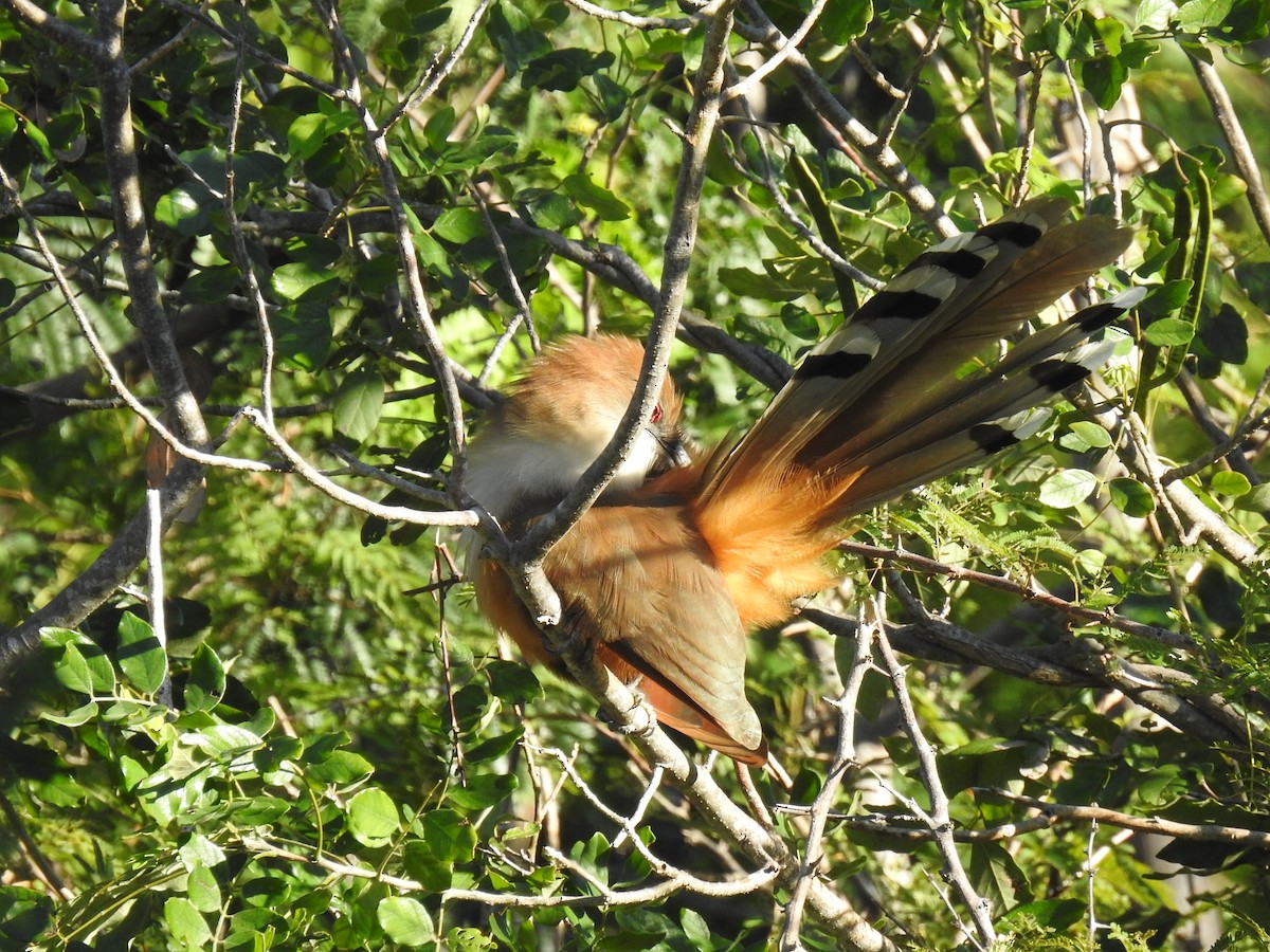 Great Lizard-Cuckoo (Cuban) - ML626934149