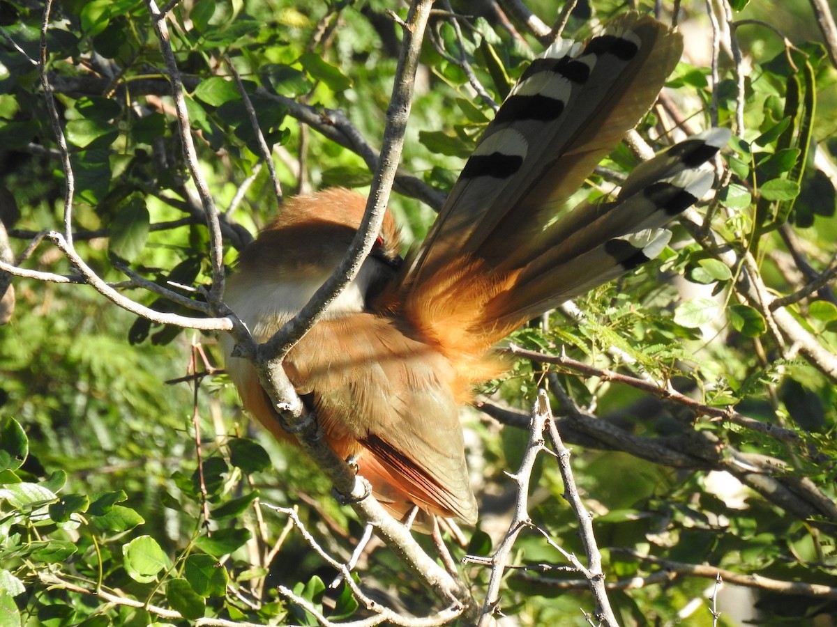 Great Lizard-Cuckoo (Cuban) - ML626934151