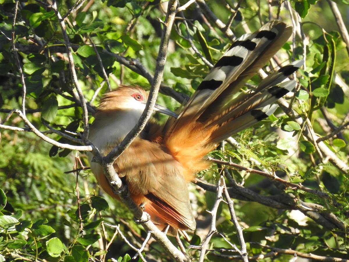 Great Lizard-Cuckoo (Cuban) - ML626934154