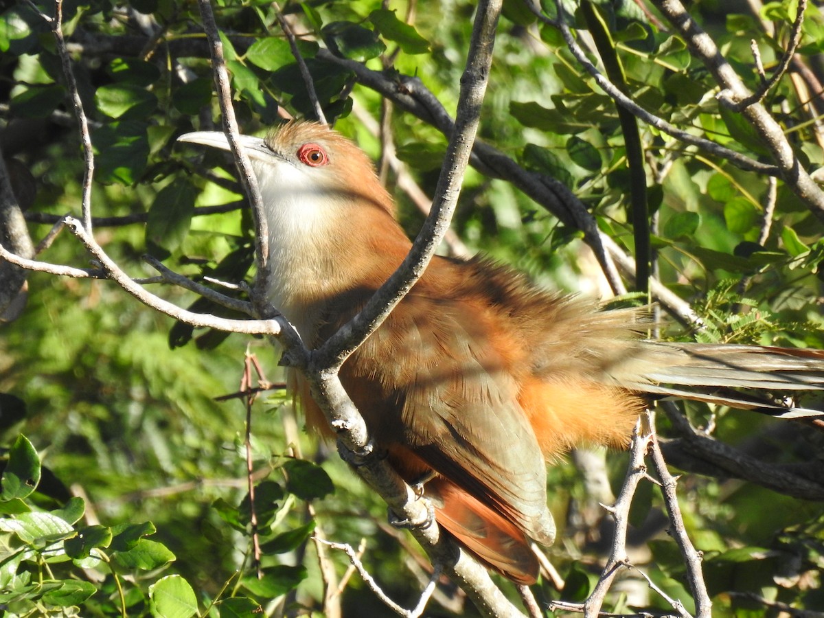 Great Lizard-Cuckoo (Cuban) - ML626934186