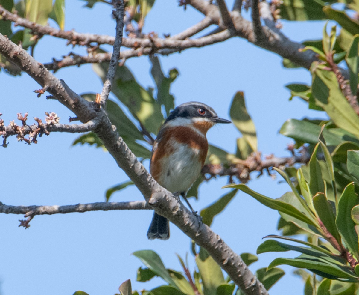 Приріт рудокрилий (підвид capensis) - ML626934208