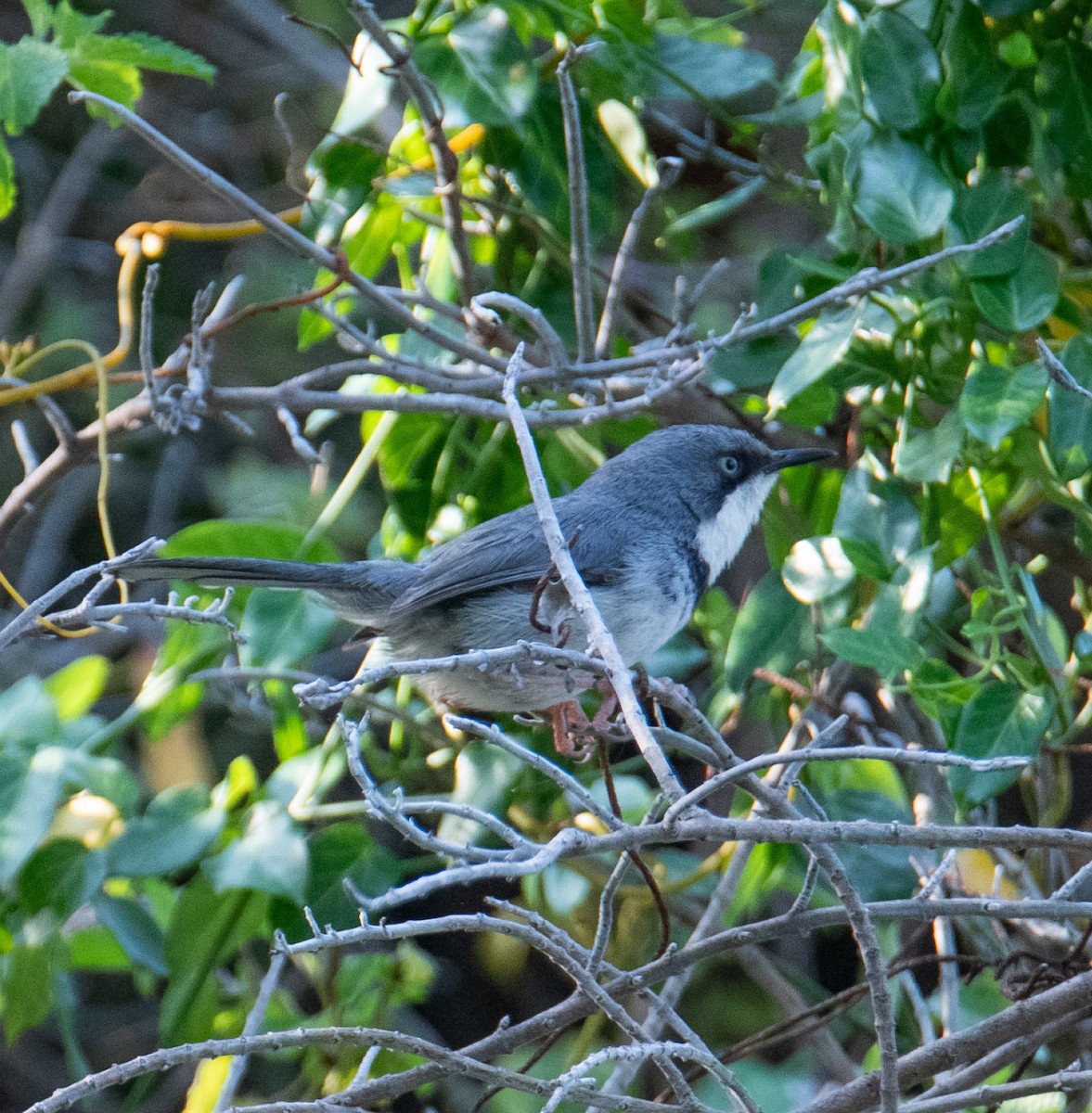 Приріт рудокрилий (підвид capensis) - ML626934209