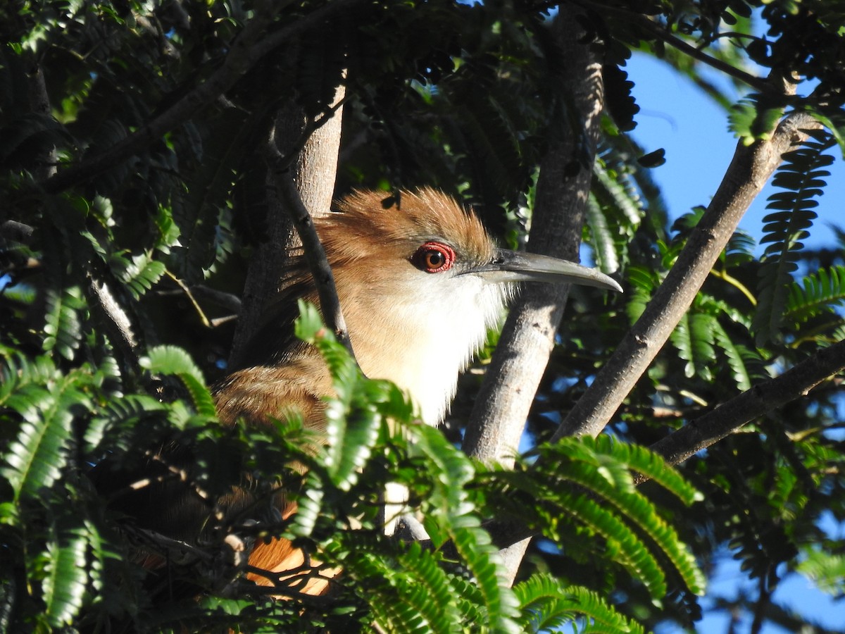 Great Lizard-Cuckoo (Cuban) - ML626934247