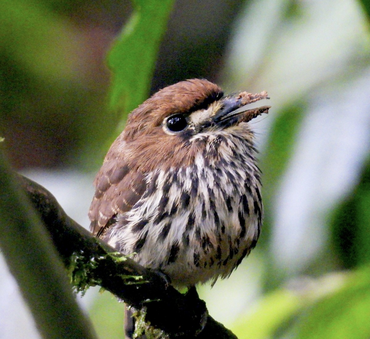 Lanceolated Monklet - ML626934360