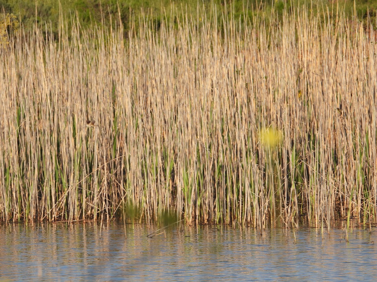 Lesser Swamp Warbler - ML626934678