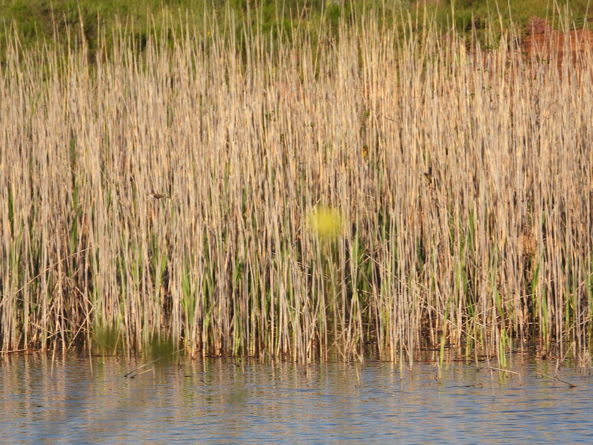 Lesser Swamp Warbler - ML626934680