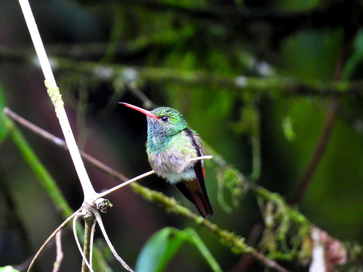 Rufous-tailed Hummingbird - ML626934702