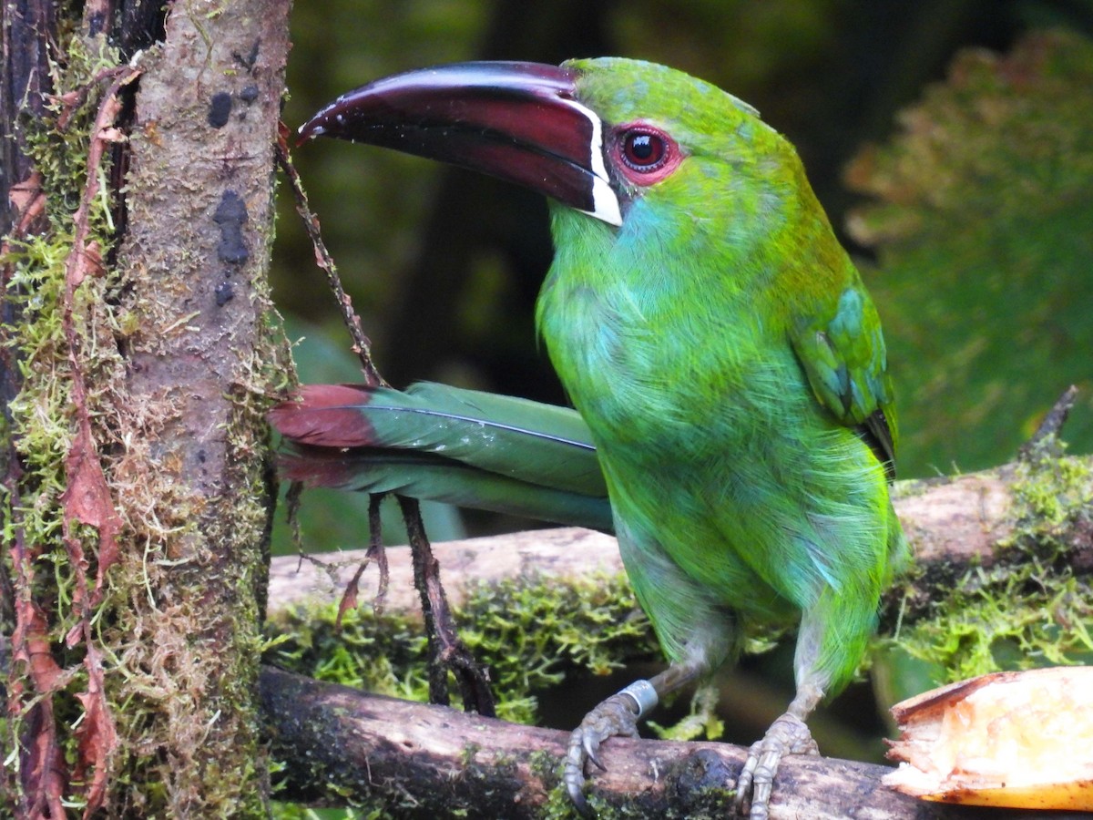 Crimson-rumped Toucanet - ML626934716