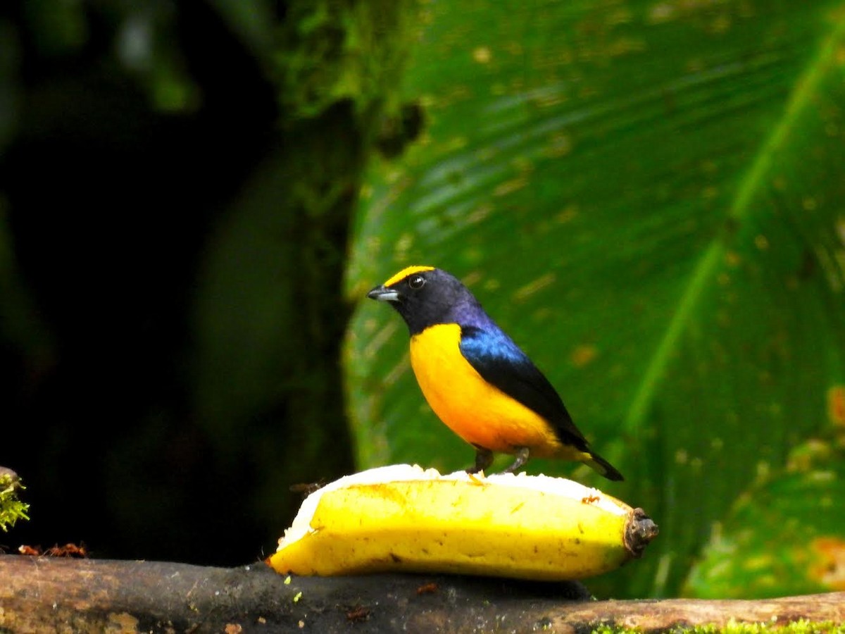 Orange-bellied Euphonia - ML626934729