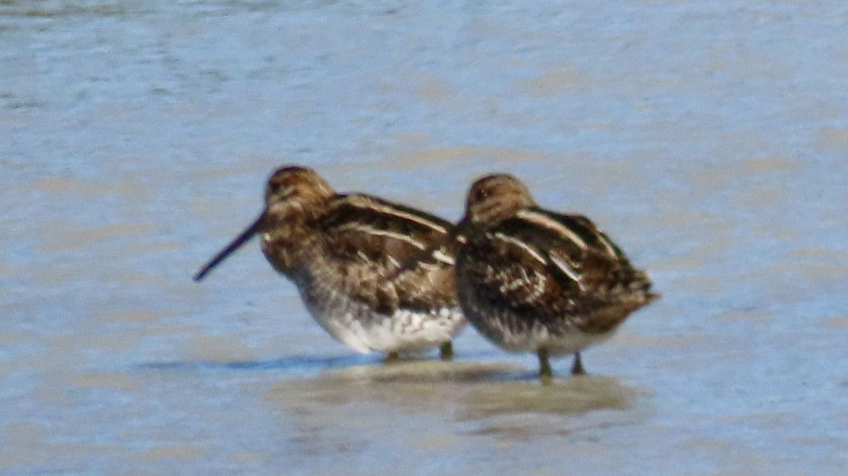 Wilson's Snipe - ML626934739
