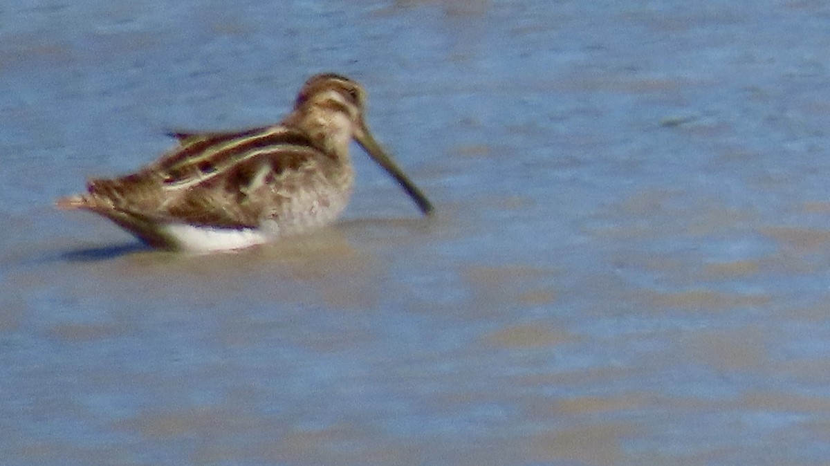 Wilson's Snipe - ML626934740