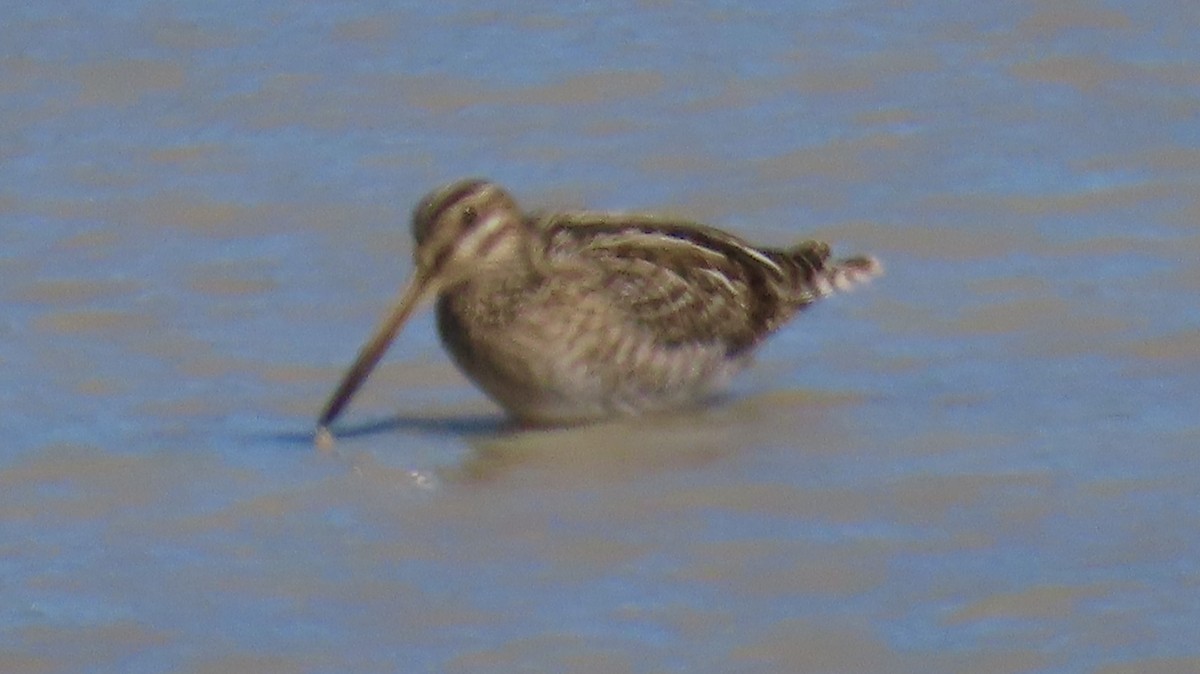 Wilson's Snipe - ML626934741