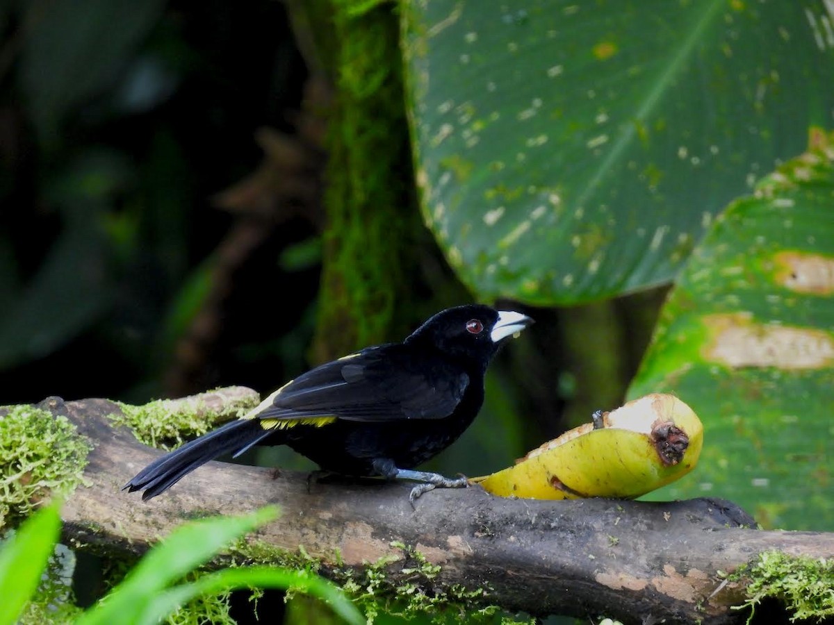 Flame-rumped Tanager - ML626934744