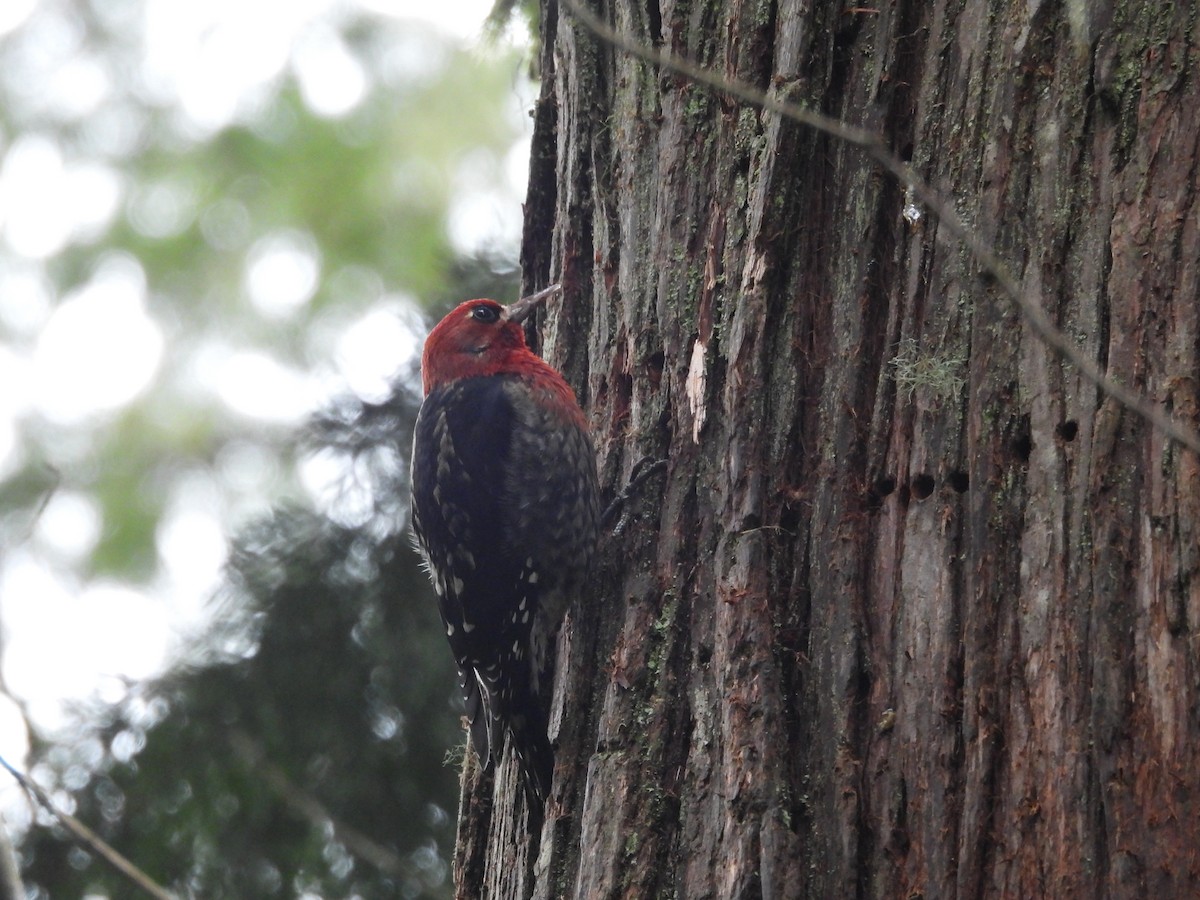 Red-breasted Sapsucker - ML626934830