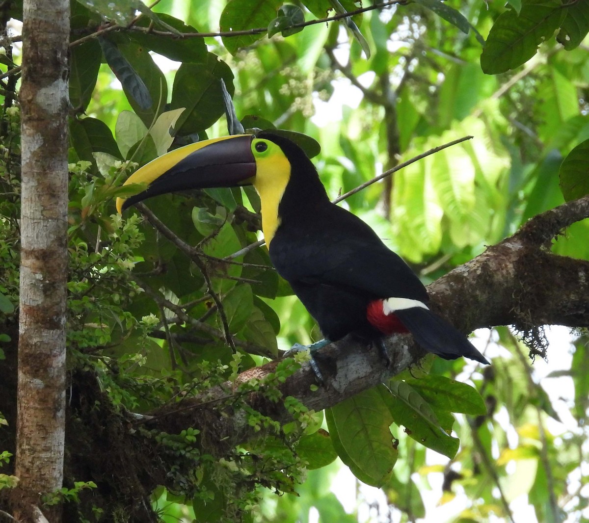 Yellow-throated Toucan - ML626934885