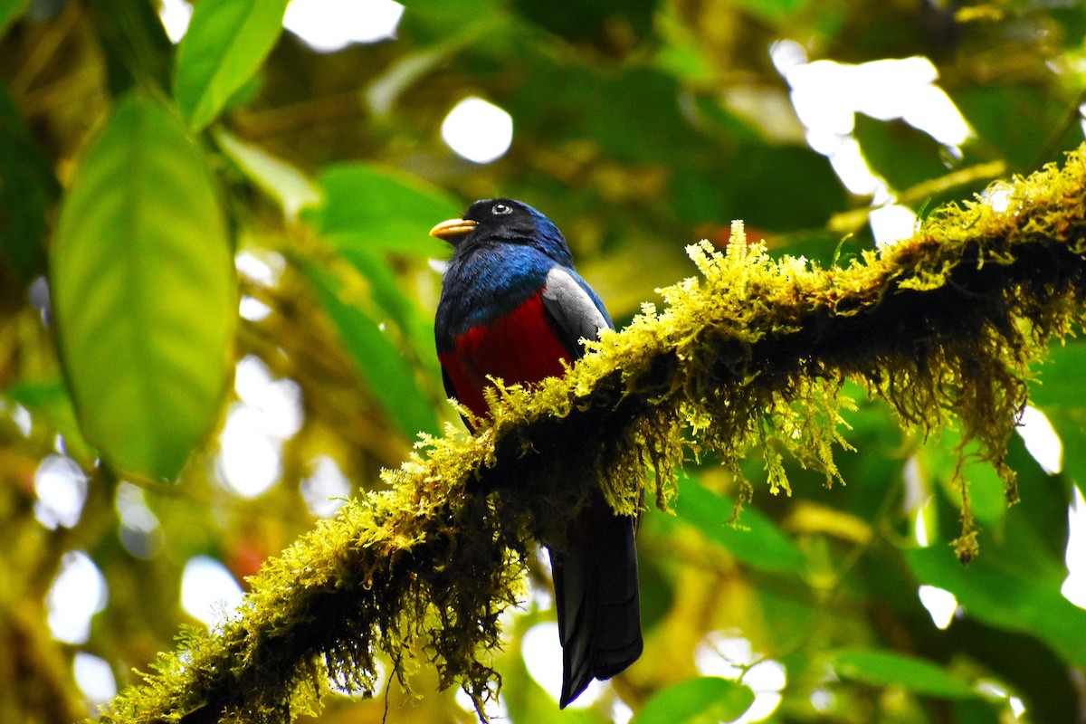 Blue-tailed Trogon - ML626935007