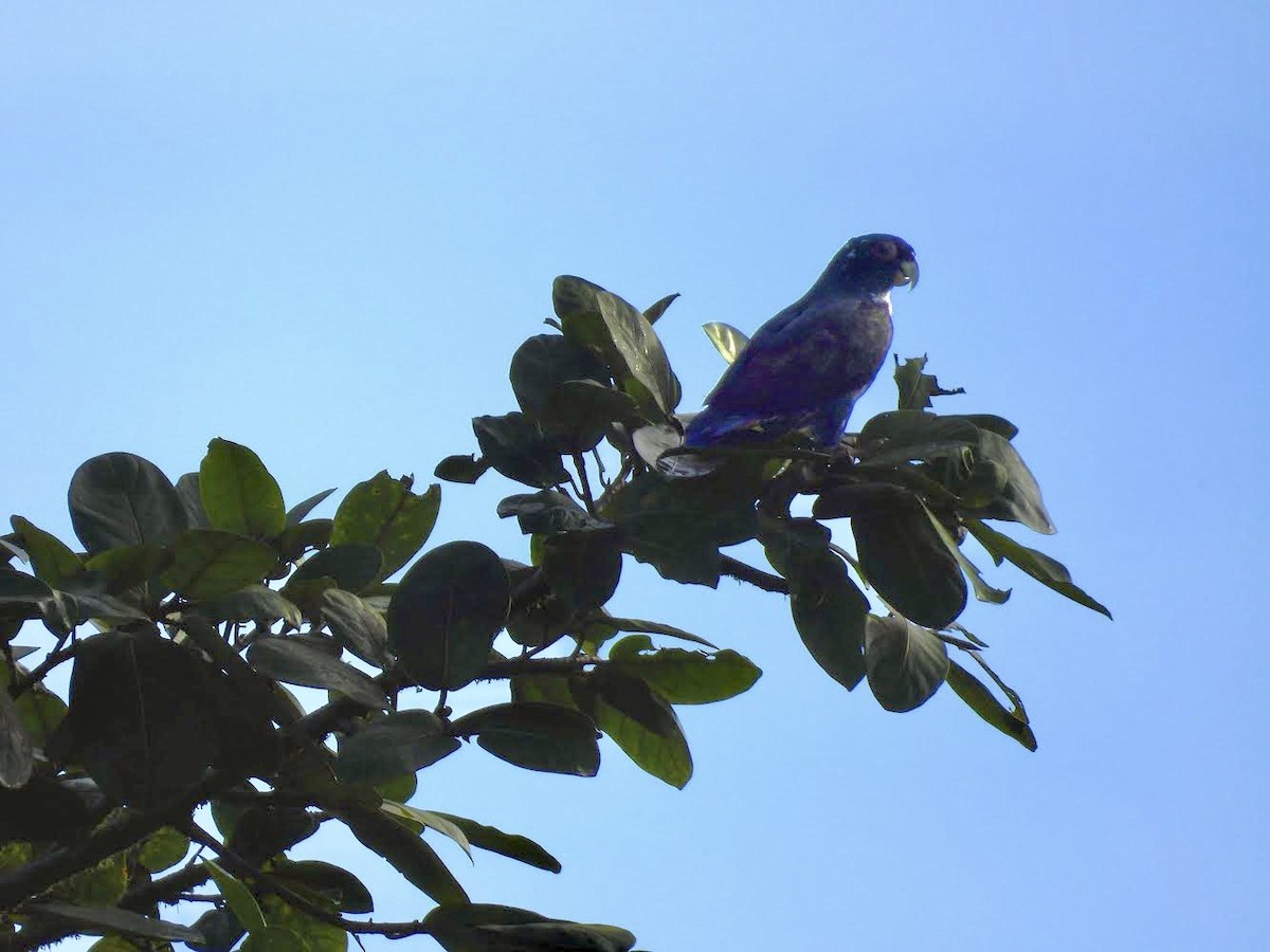 Bronze-winged Parrot - ML626935018