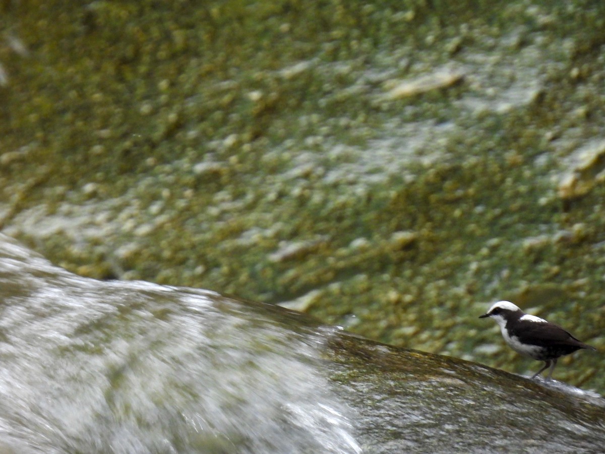 White-capped Dipper - ML626935140