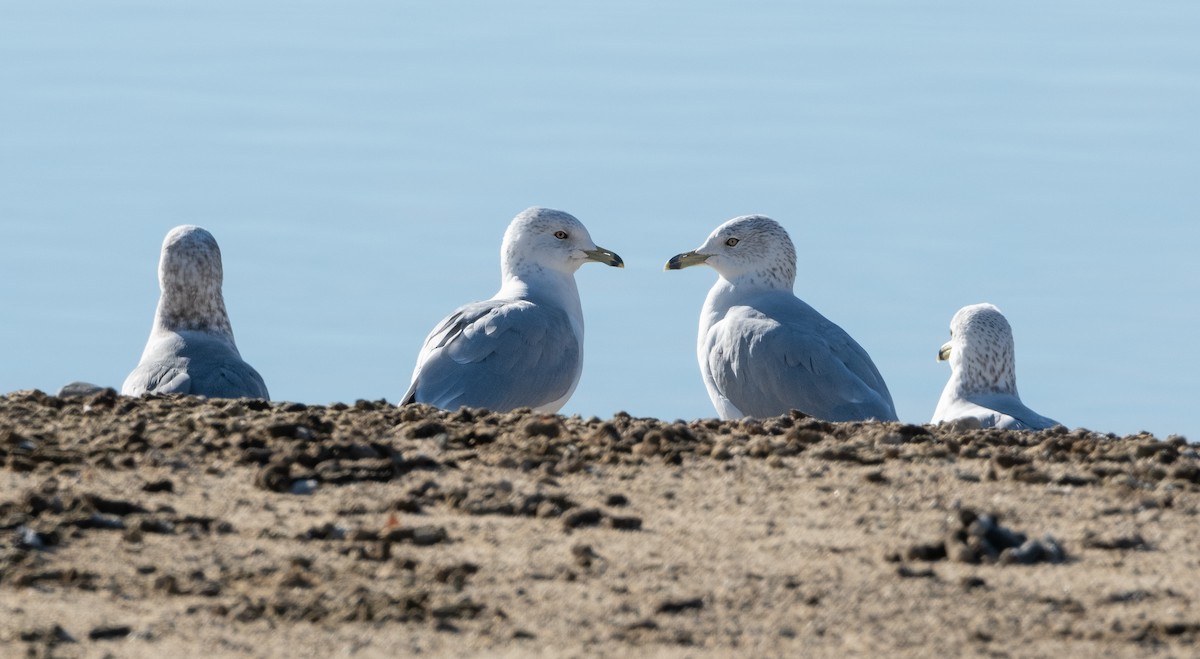 Ring-billed Gull - ML626935286