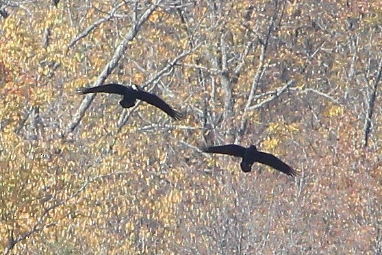 Common Raven - ML626935322