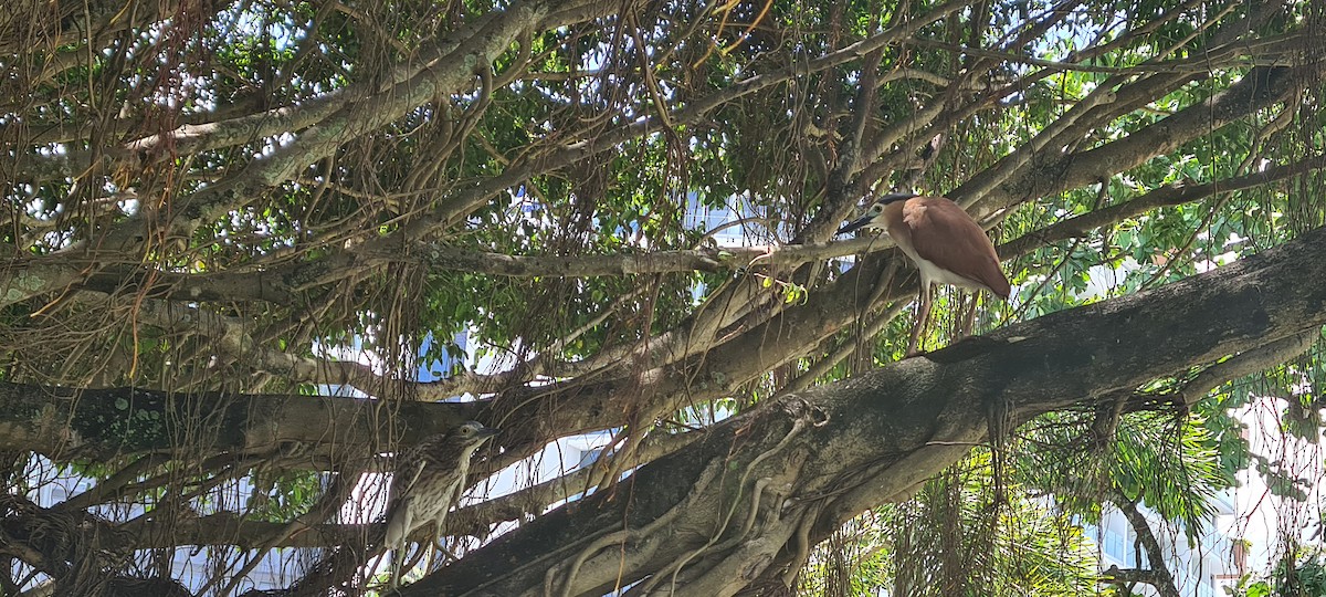 Nankeen Night Heron - ML626935342