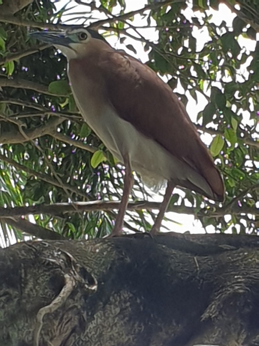 Nankeen Night Heron - ML626935376