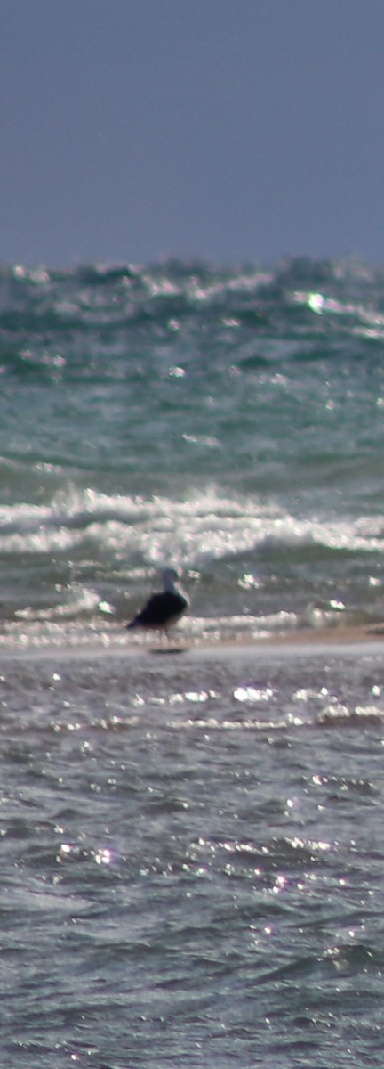 Great Black-backed Gull - ML626935384