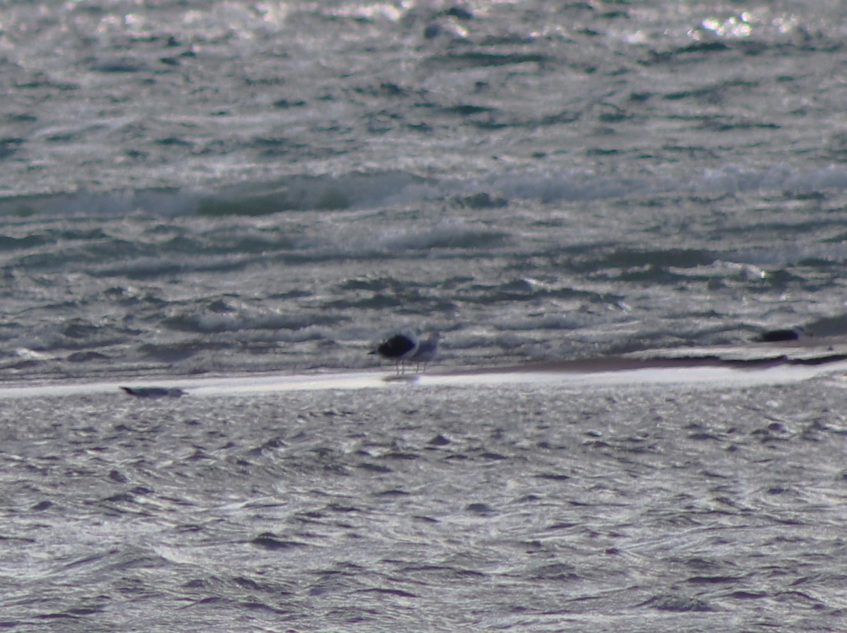 Great Black-backed Gull - ML626935385