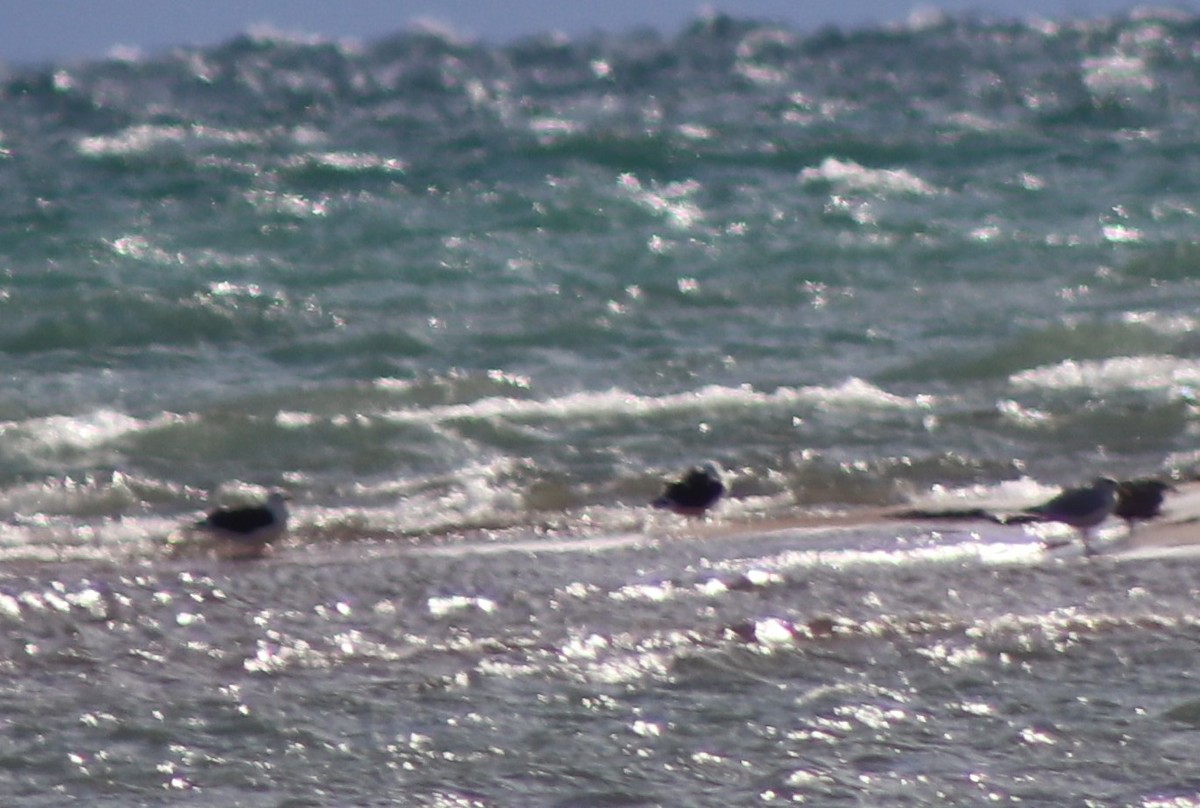 Great Black-backed Gull - ML626935386