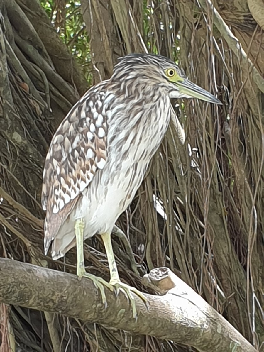 Nankeen Night Heron - ML626935393