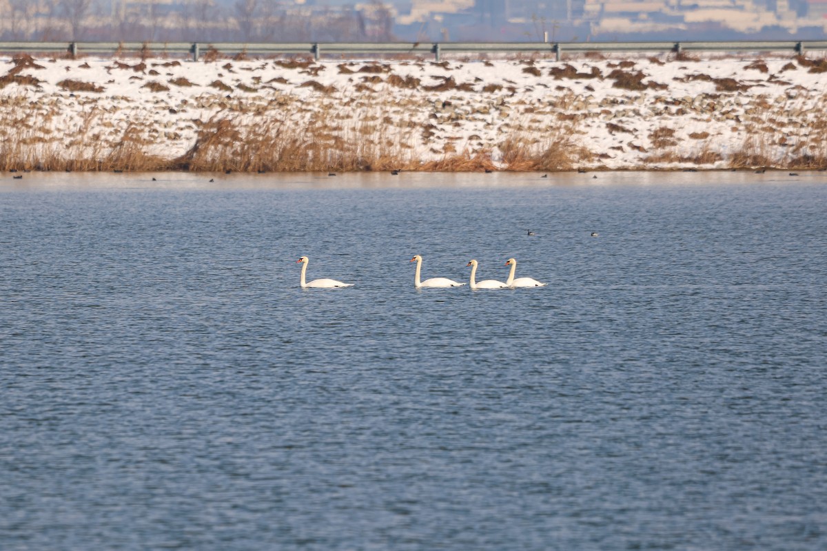 Mute Swan - ML626935408