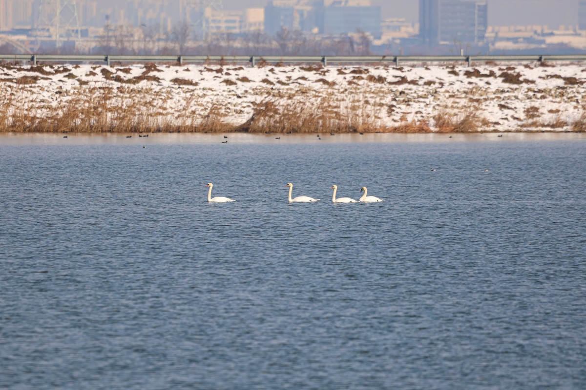 Mute Swan - ML626935411