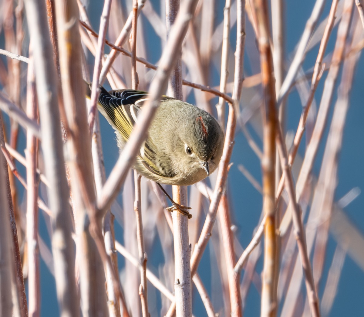 Ruby-crowned Kinglet - ML626935415