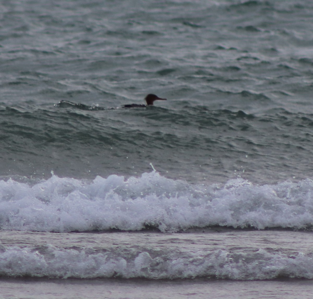 Red-breasted Merganser - ML626935420