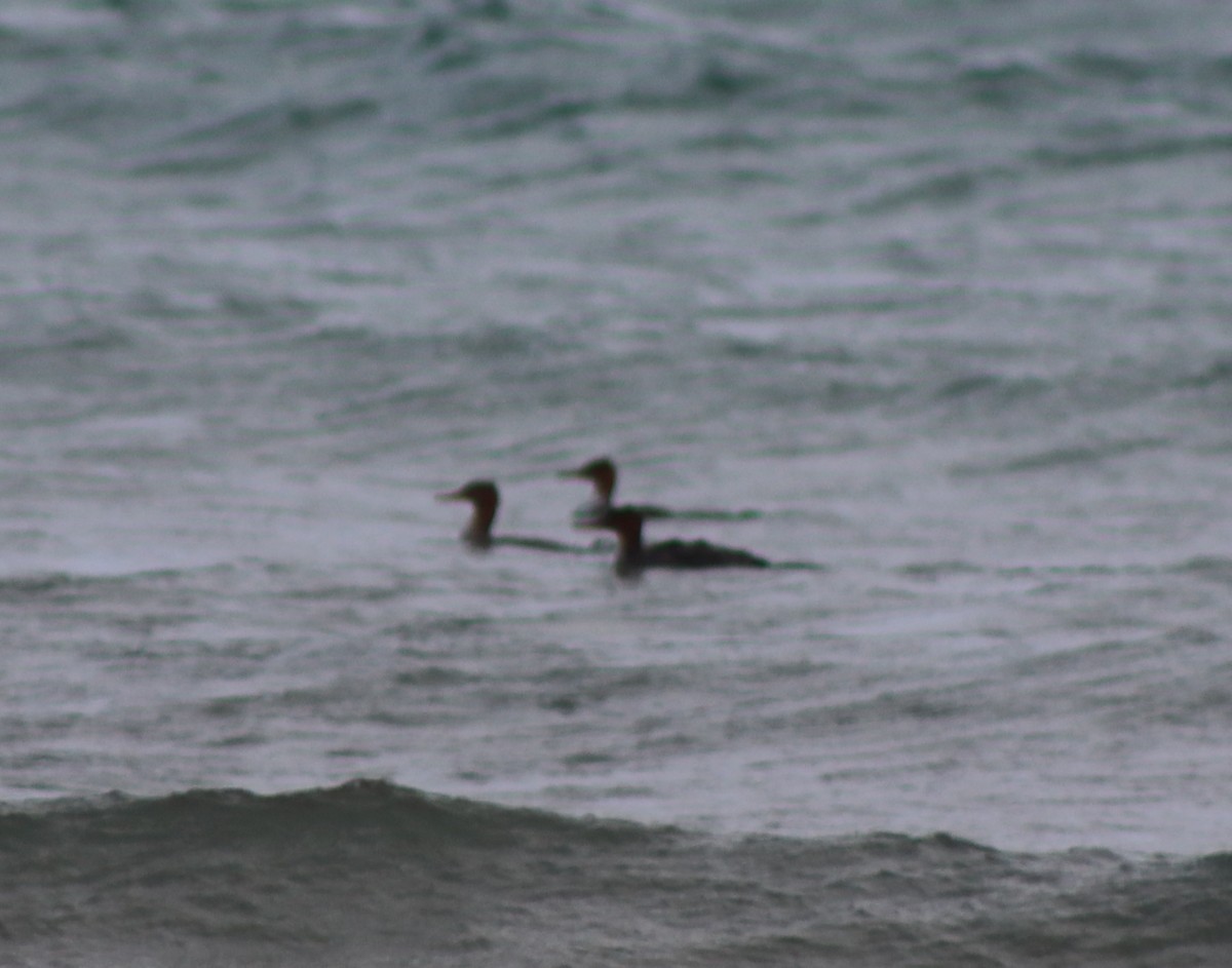 Red-breasted Merganser - ML626935421
