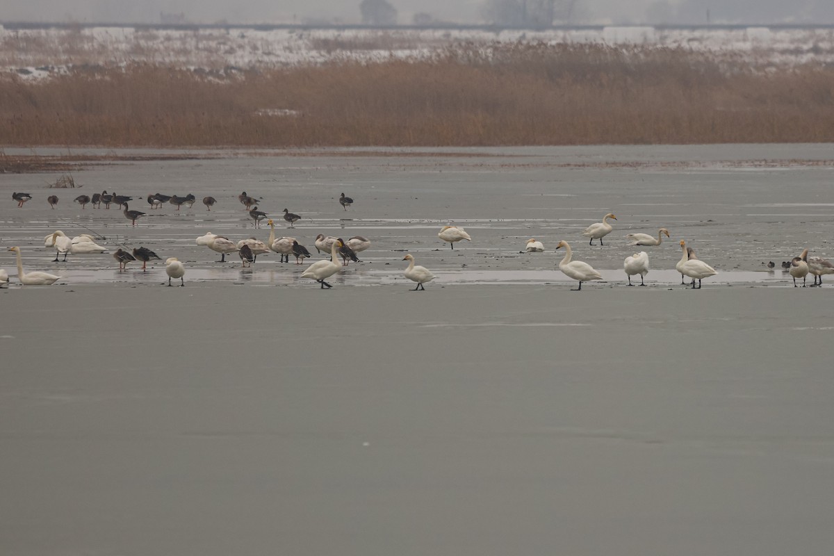 Tundra Swan - ML626935426