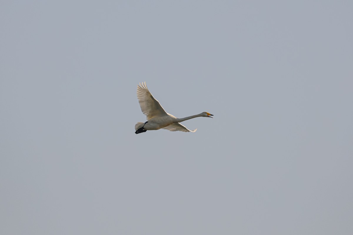 Whooper Swan - ML626935432