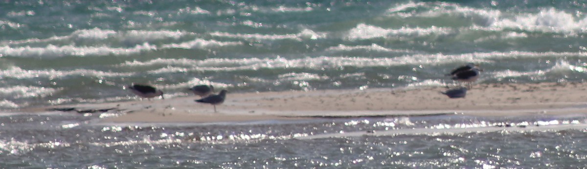 Great Black-backed Gull - ML626935434