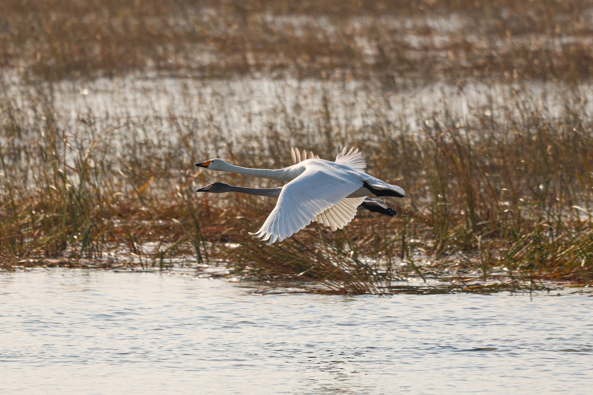 Whooper Swan - ML626935435