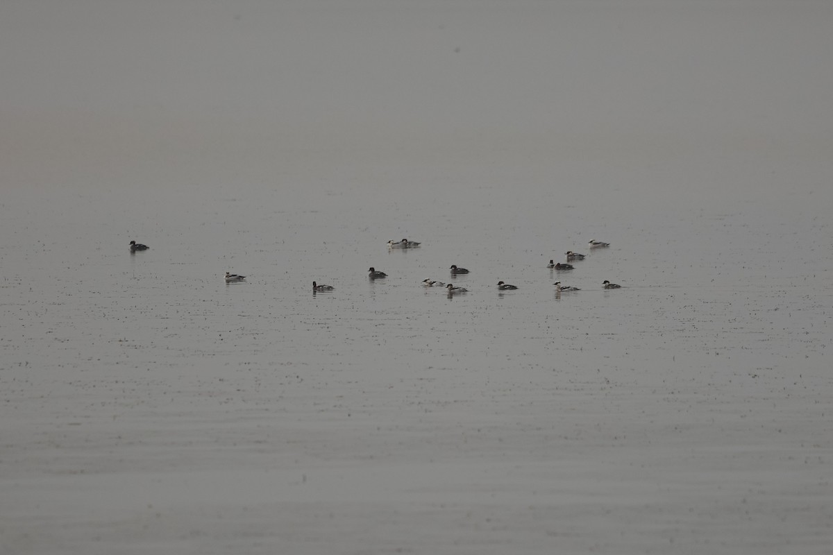 Smew - ML626935442