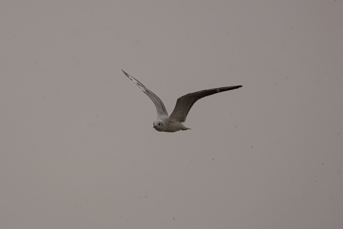 Black-headed Gull - ML626935446