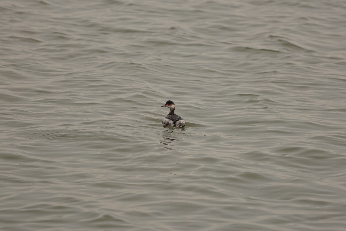 Eared Grebe - ML626935452