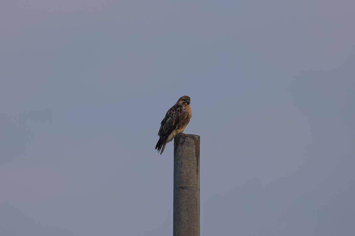 Eastern Buzzard - ML626935460